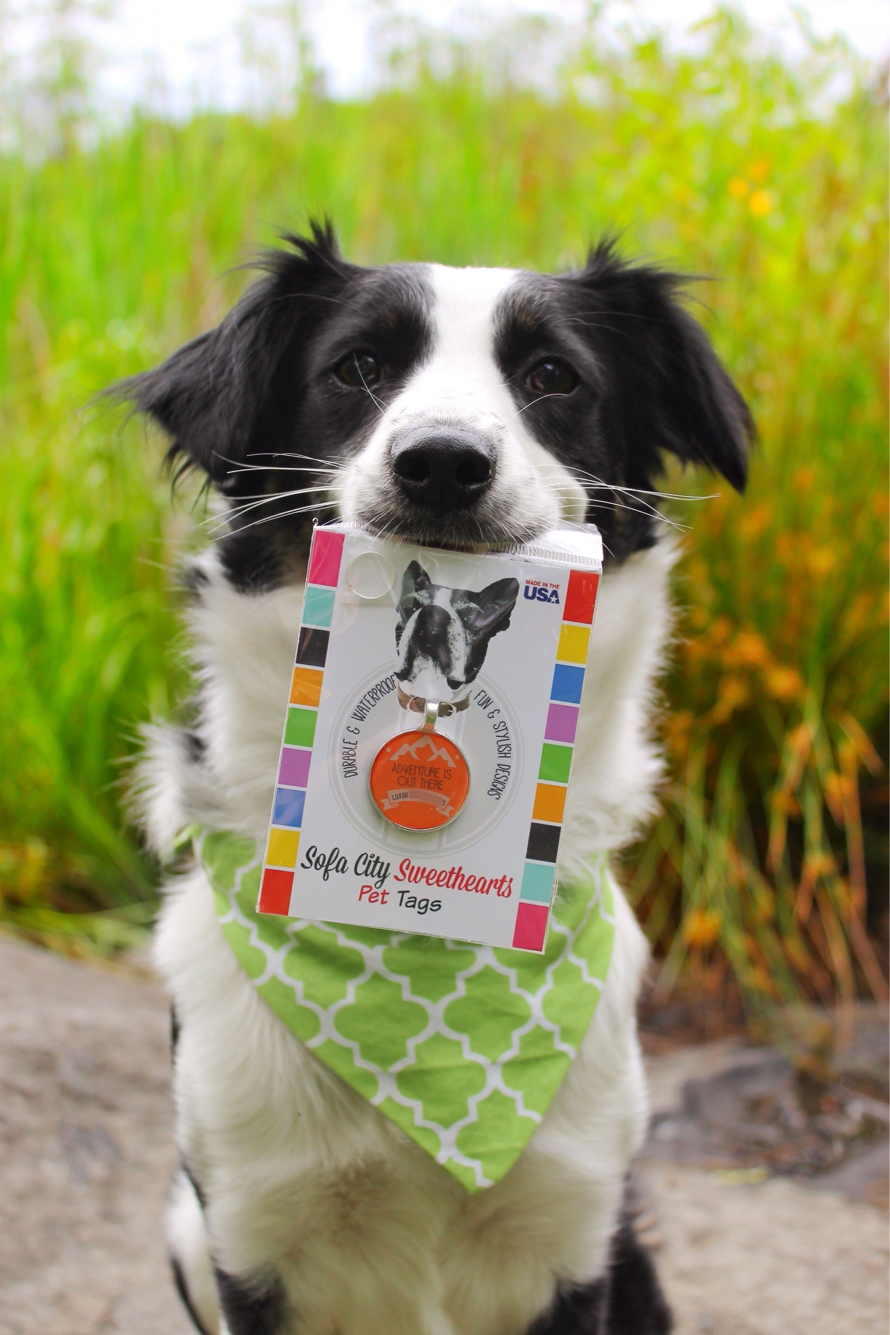 Hello Personalized Silver Dog ID Pet Tag
