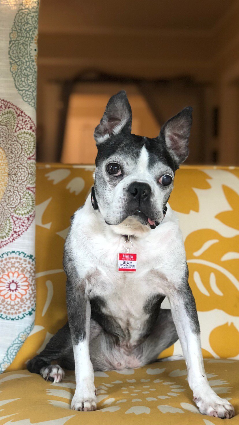 Hello Personalized Silver Dog ID Pet Tag
